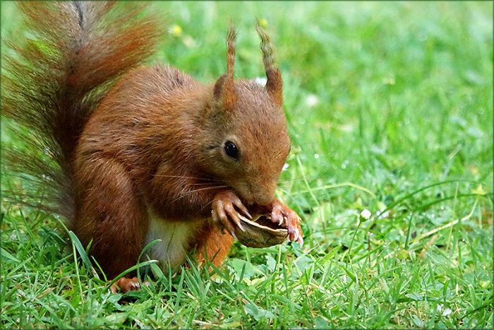 Eichhörnchen mit einer Walnusshälfte