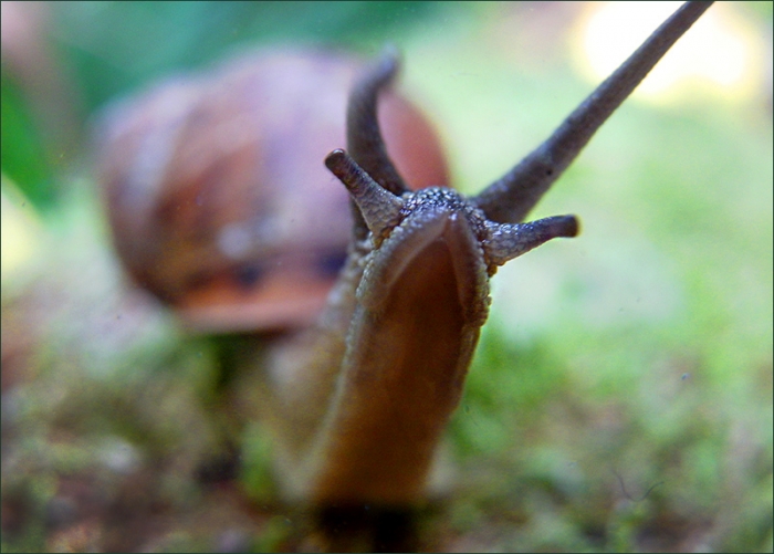 Schnecke