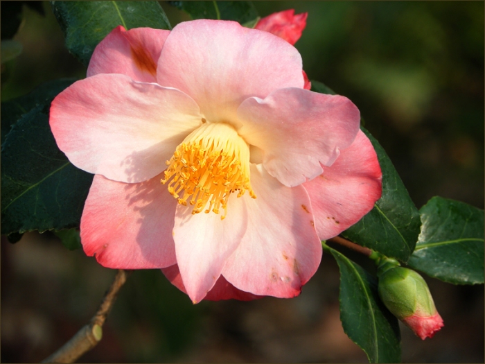 Kamelienblüte im April