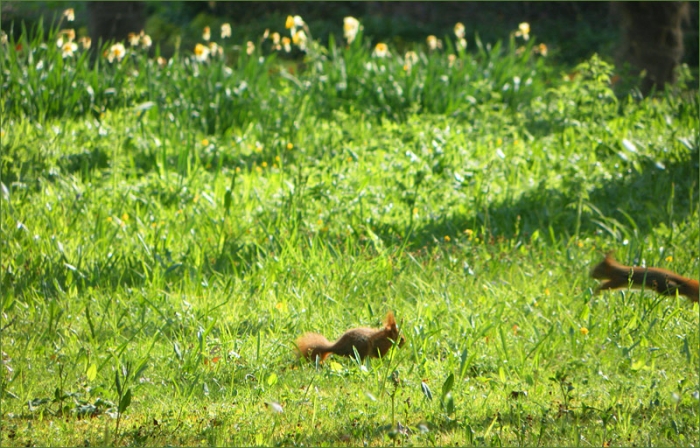 Zwei Eichhörnchen auf der Wiese
