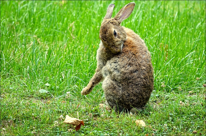 Wildkaninchen putzt sich