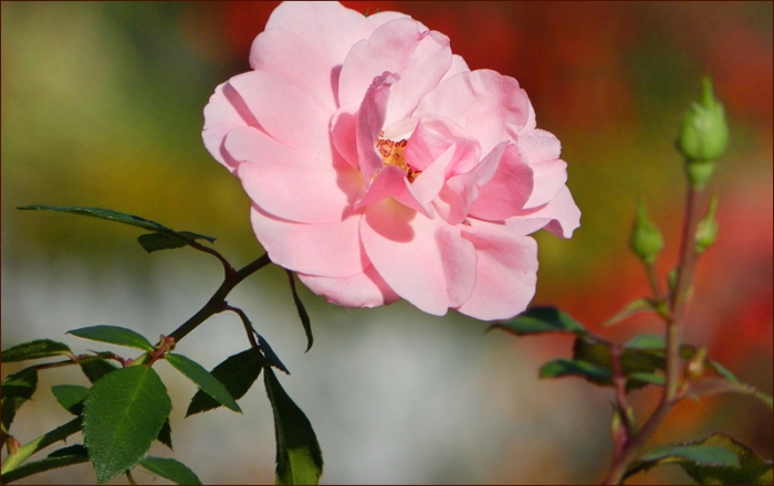 Rose