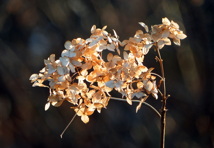 Vertrocknete Hortensie