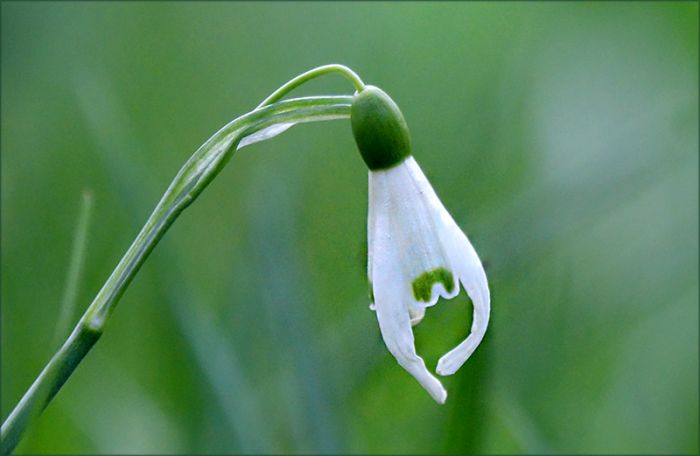 Schneeglöckchen