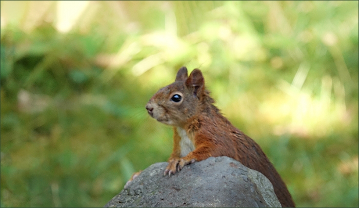 Eichhörnchen