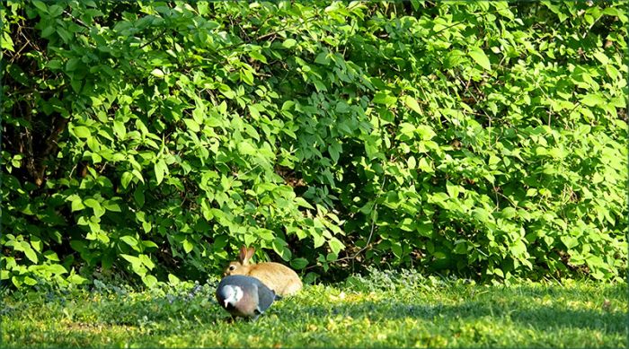 Taube und junges Kaninchen