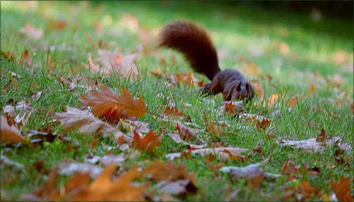 Eichhörnchen in der Herbstwiese