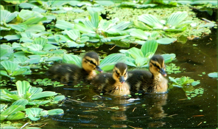 Drei Entenküken