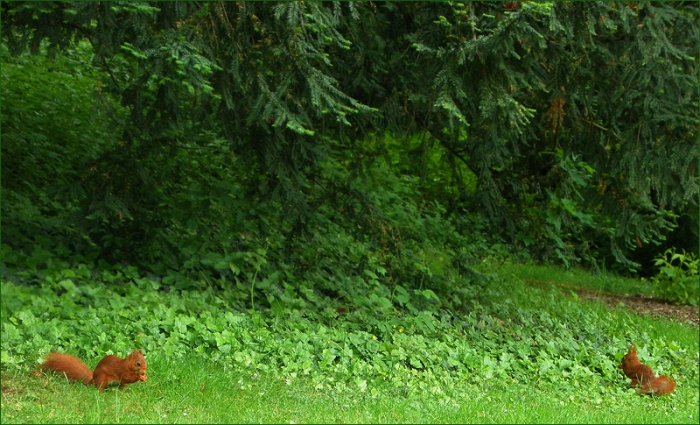 Zwei Eichhörnchen am Waldrand