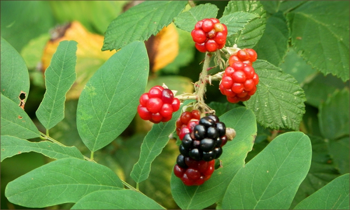 Brombeeren