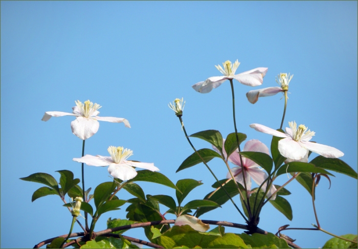 Clematis