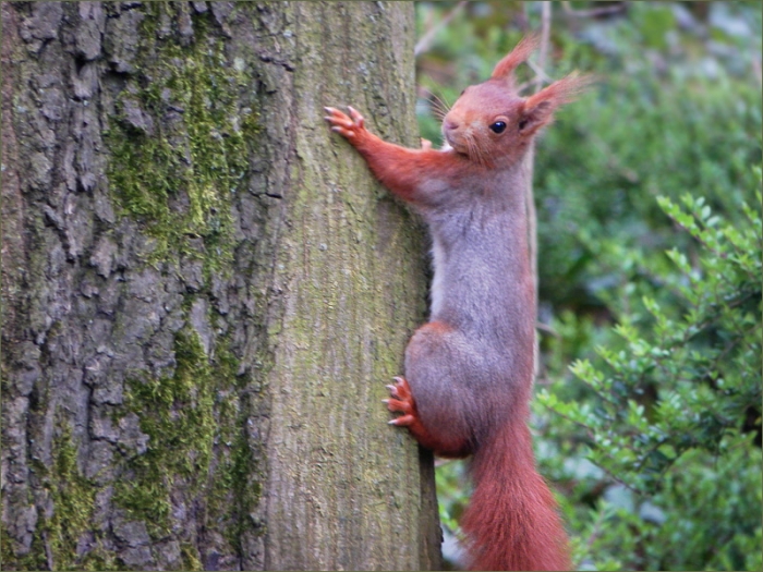 Eichhörnchen am Baumstamm