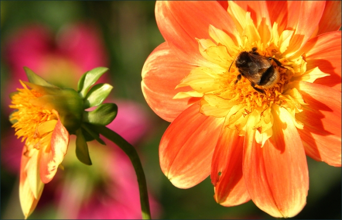 Dahlien