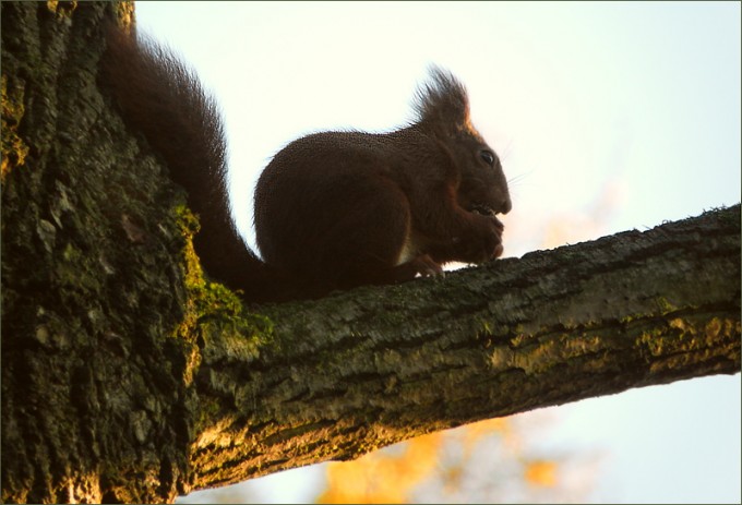 Eichhörnchen