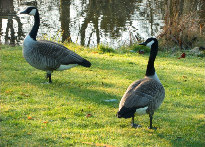 Zwei Kanadagänse