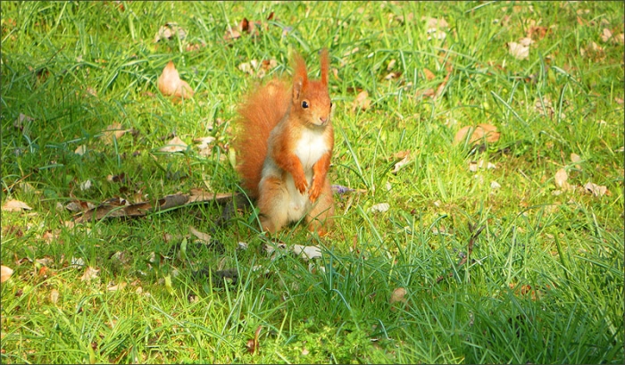 Eichhörnchen auf der Wiese