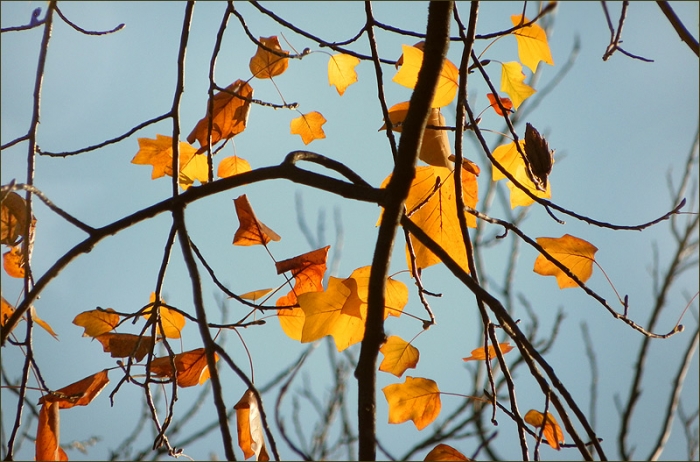 Letzte Blätter
