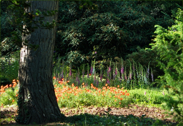 Wilder Klatschmohn und Fingerhüte