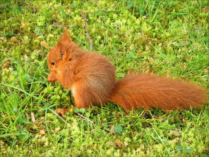 Eichhörnchen im Maiwald