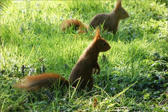Zwei Eichhörnchen
