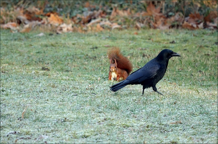 Rabe und Eichhörnchen (4)