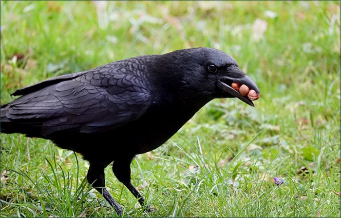 Rabe mit drei Nüssen