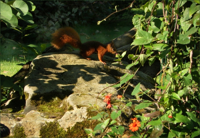 Eichhörnchen