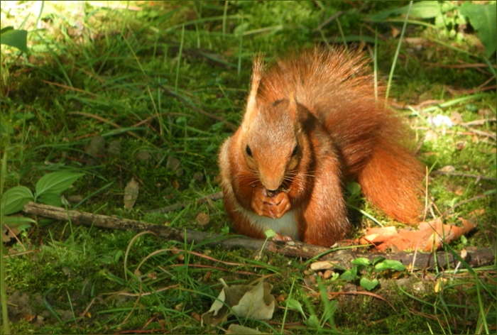 Junges Eichhörnchen