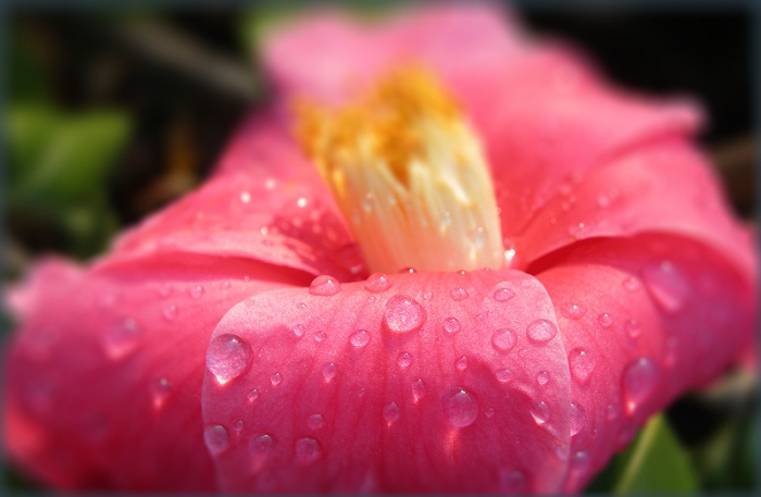 Regentropfen auf einer Kamelienblüte
