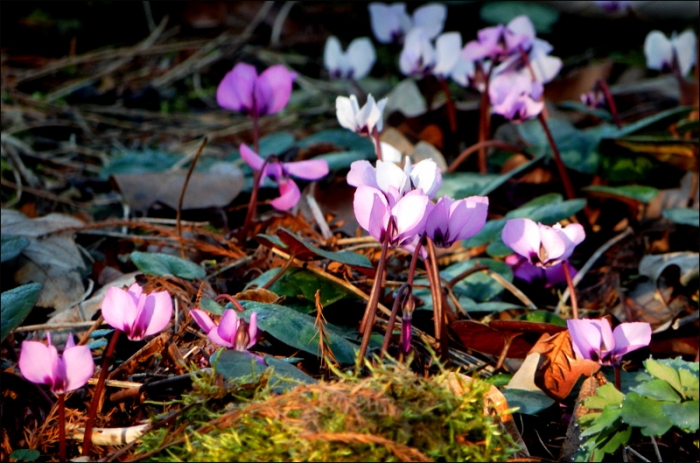 Veilchen am Waldrand