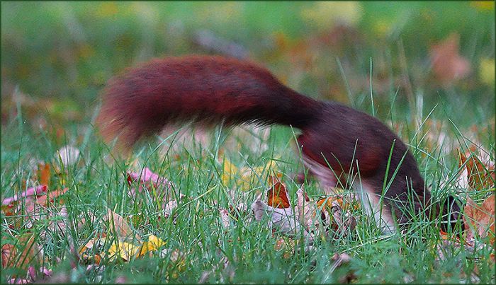 Eichhörnchen auf der Suche
