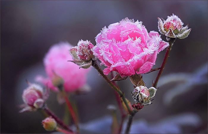 Vierter Advent:  Rose mit Raureif