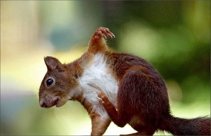 Eichhörnchen kratzt sich am Bauch