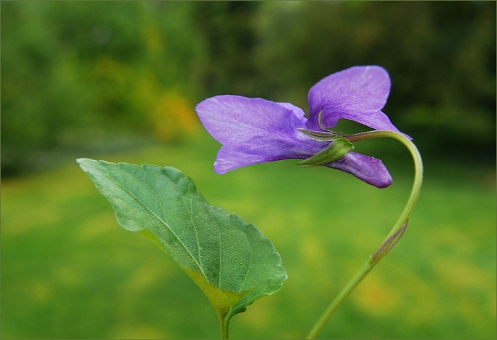 Kleines Veilchen am Waldrand