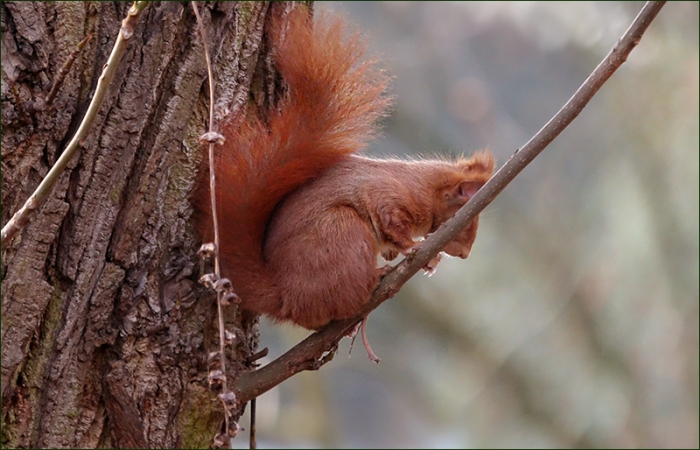 Eichhörnchen