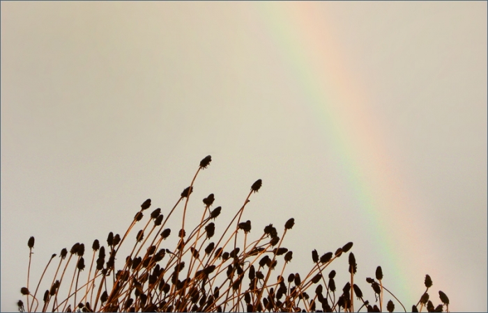 Regenbogen