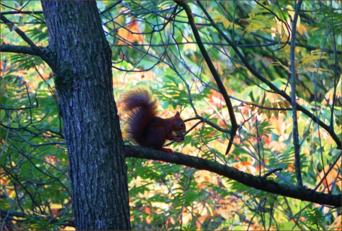 Blüten der Königskerze