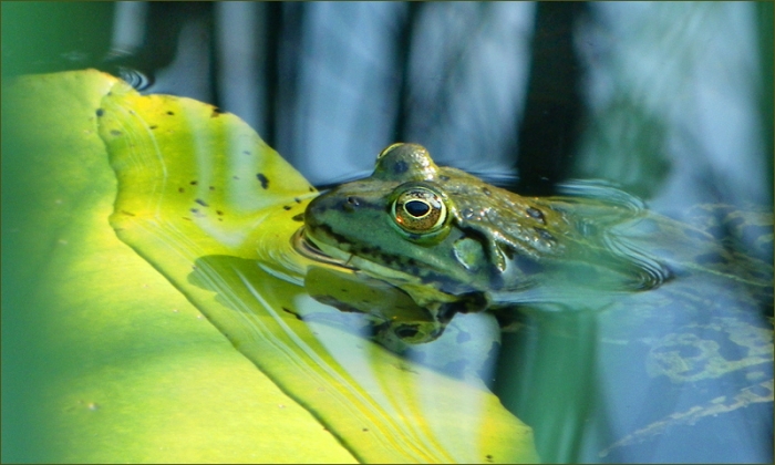 Wasserfrosch