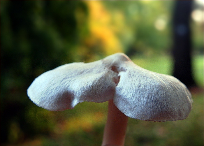 Pilz