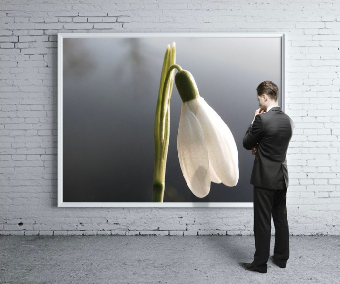 Mein Schneeglöckchenfoto als Plakat