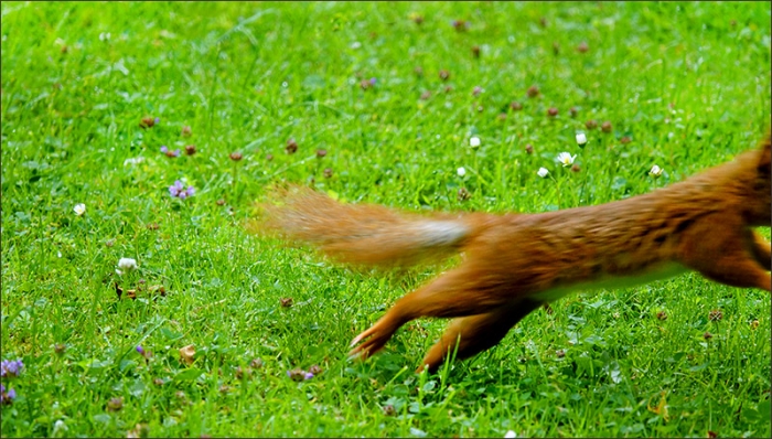 Eichhörnchen im Sprung
