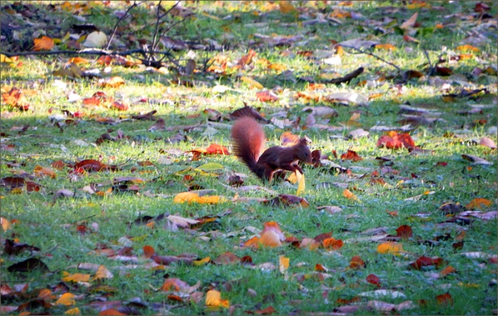 Eichhörnchen auf Futtersuche