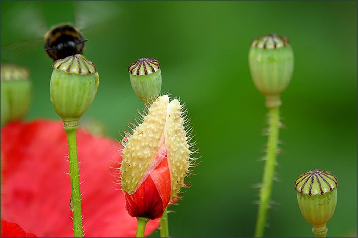 Mohnkapseln und  Hummel