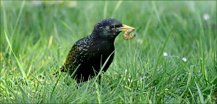 Drossel mit einer Raupe im Schnabel