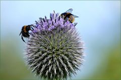 Kugeldistel mit 2 Hummeln Kugeldistel mit 2 Hummeln