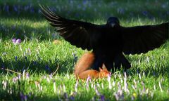 Das Eichhörnchen hat keine Angst vor dem Raben Das Eichhörnchen hat keine Angst vor dem Raben