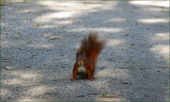Eichhörnchen