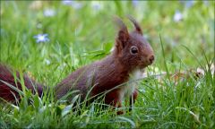 Eichhörnchen Eichhörnchen