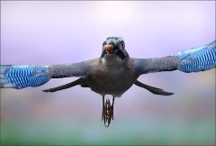 Eichelhäher im Anflug