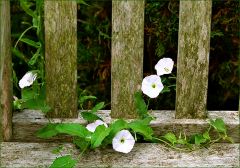 Windetrichterblüten Windetrichterblüten